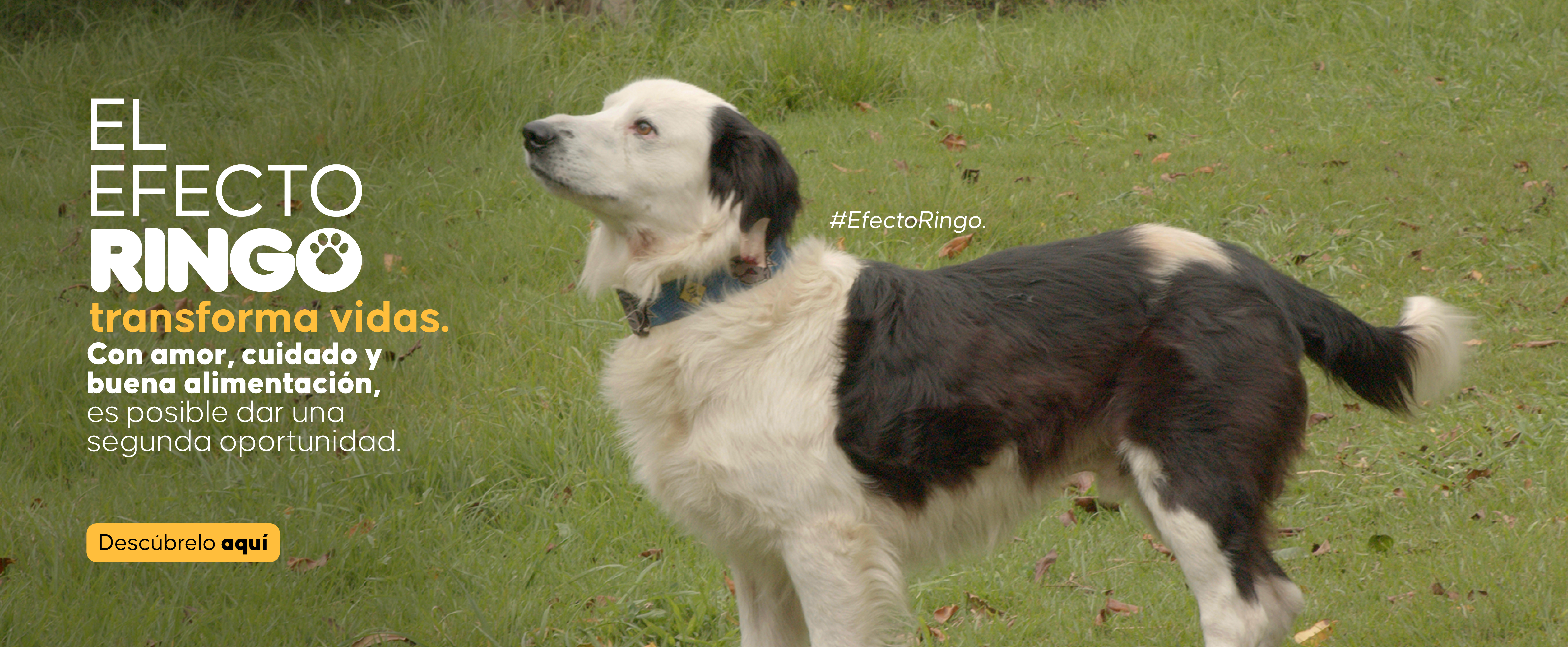 Efecto Ringo 